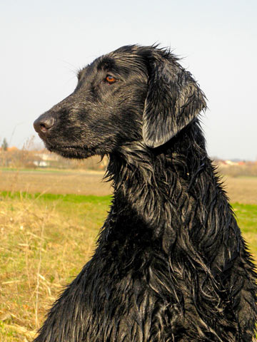 360-flat-coated-retriever-pes-pre-zivot-sk