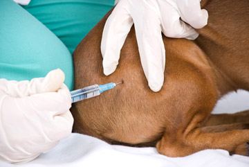 vakcinacne-schemy-pes-pre-zivot-sk