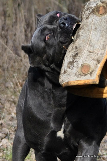 Cane-Corso-10-Pes-pre-zivot-sk