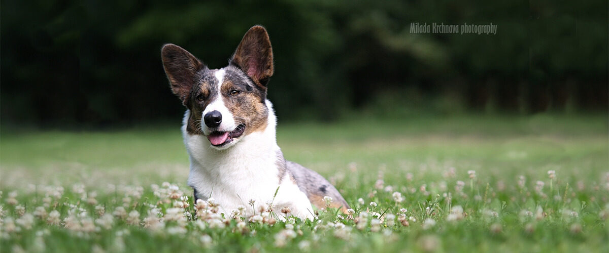 Welsh Corgi Cardigan