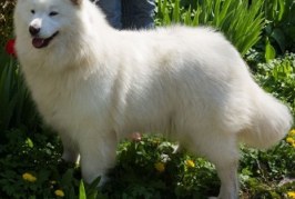 argentinska