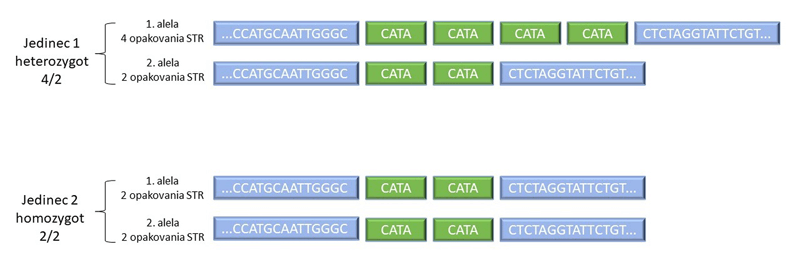 článok DNA profil