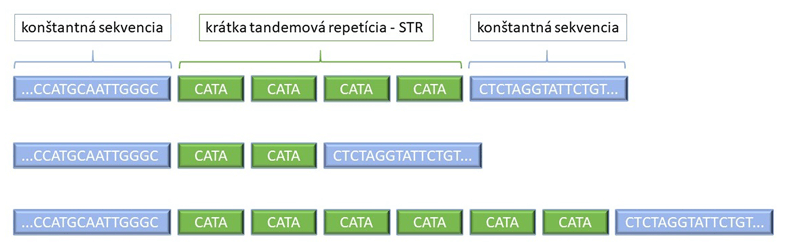 článok DNA profil