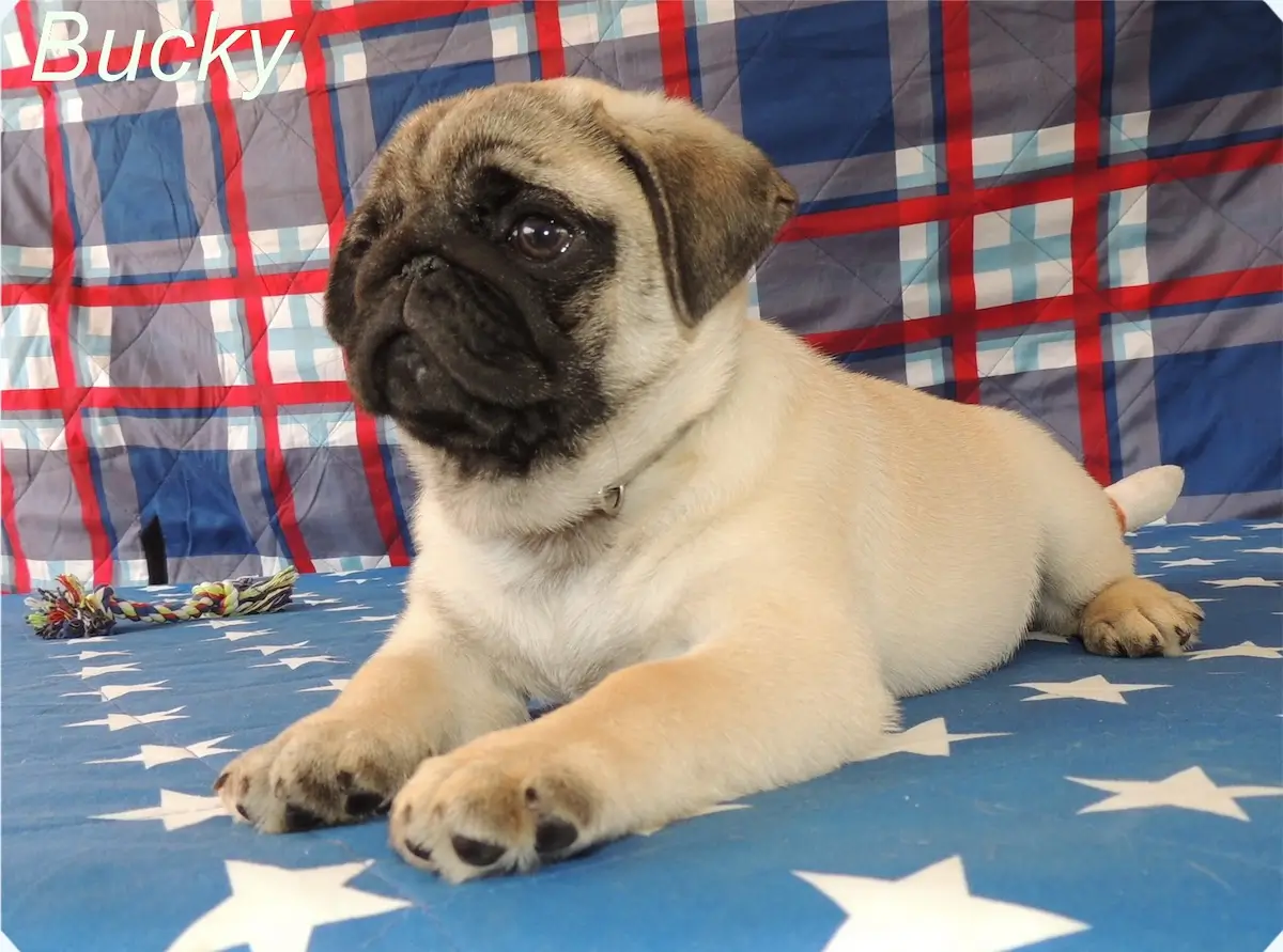 mops/pug